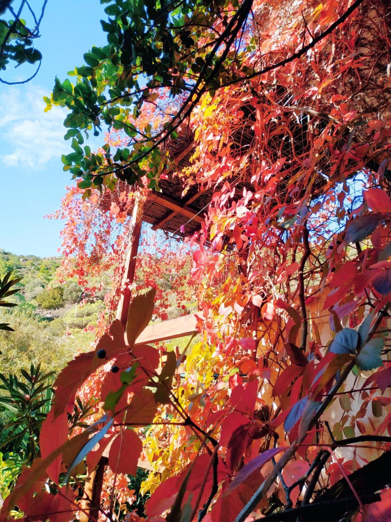 Oleander'S Garden Traditional Cretan Cottage Ferma Exterior foto